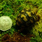 Leopard tortoise at Lakes Aquarium