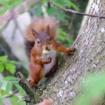 A cheeky red squirrel 